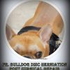 IVDD disc herniation in French Bulldog post surgery repair
