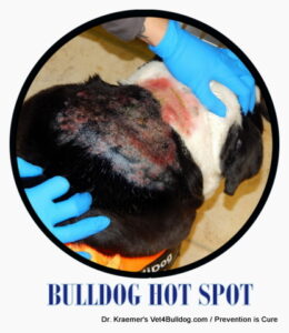Bulldog hot spot