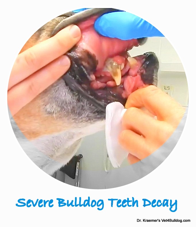 Severe bulldog teeth decay and infection