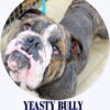 Bulldog looking upward, standing indoors on tiled floor. Text: YEASTY BULLY