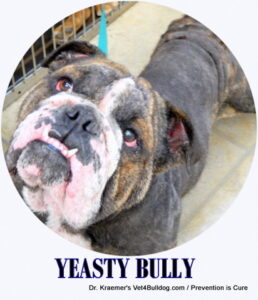 Yeasty Bulldog and French Bulldog