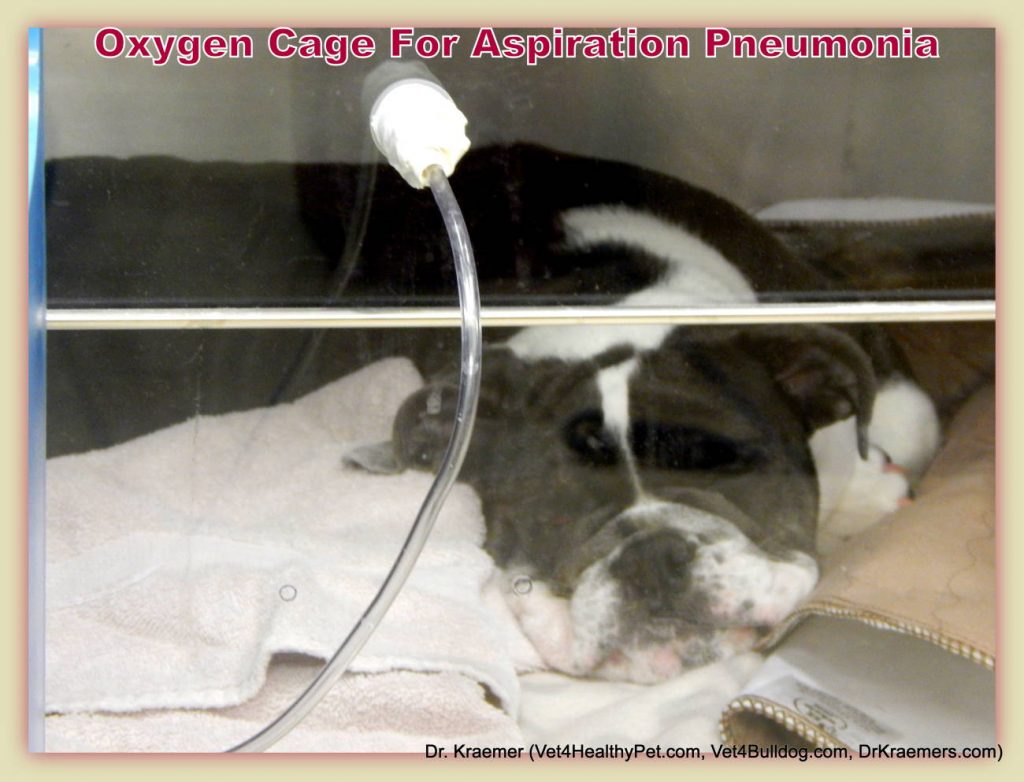 bulldog Inhalation Pneumonia oxygen cage 