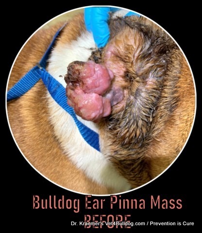 Tumors-Growth-Cancer in Bulldogs and French Bulldogs