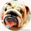 bulldog Skin Acne