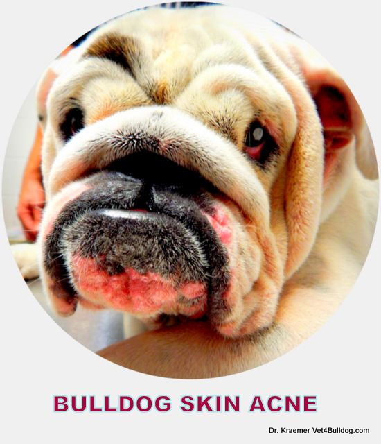 do french bulldogs get pimples