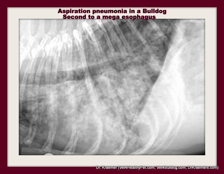 Bulldog Aspiration Pneumonia