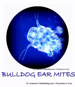 bulldog ear mites