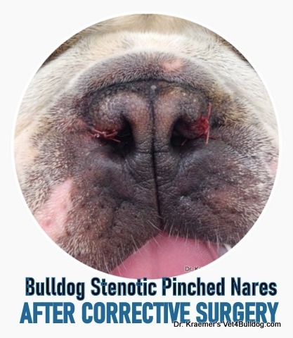 French bulldog stenotic pinched nares after surgery