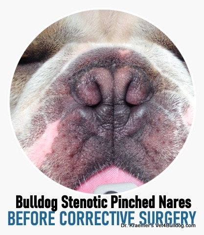 French bulldog pinched stenotic nares