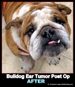 do bulldogs get cancer