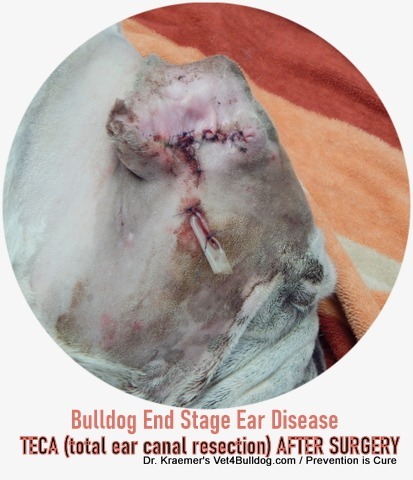 bulldog end stage ear disease TECA surgery