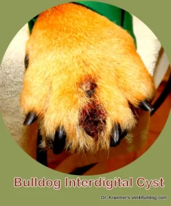 bulldog ruptured interdigital cyst