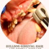 bulldog severe periodental
