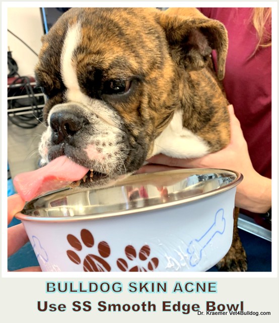 Skin Acne in Bulldogs and French Bulldogs VET4BULLDOG