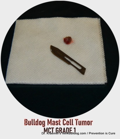 bulldog small grade 1 mast cell tumor removed