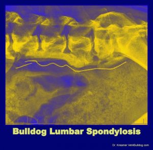 Intervertebral Disk Back Disease IVDD in Bulldogs and French Bulldogs Spondylosis