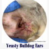 bulldog yeasty otitis