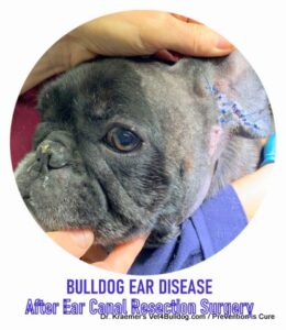 French bulldog post total ear canal resection TECA