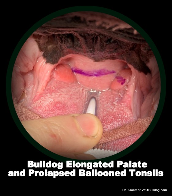 Pug soft store palate surgery cost