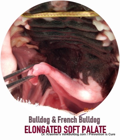 Bulldog elongated soft palate surgeon view close up