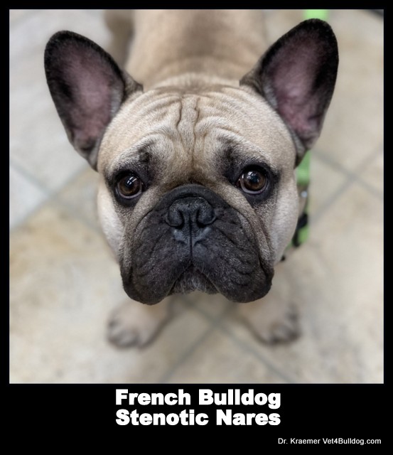 French bulldog Puppy Stenotic Nares Pinched nose