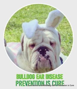 BULLDOG EAR DISEASE