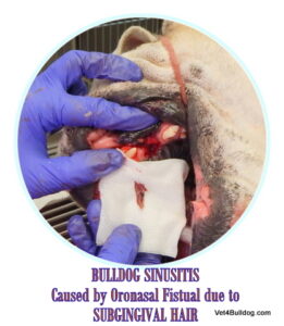 bulldog sinusitis hair impaction dental disease