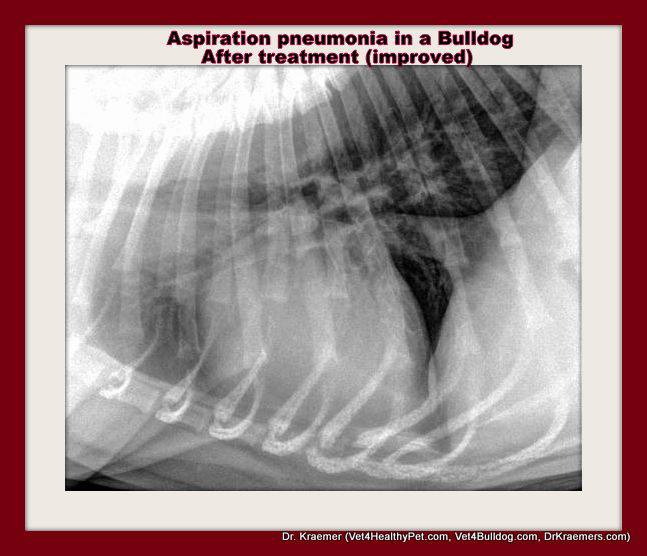 Aspiration Pneumonia in Bulldogs and French Bulldogs