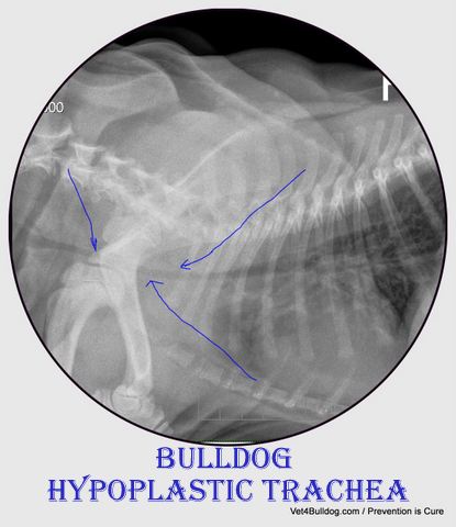 hypoplastic trachea in bulldogs