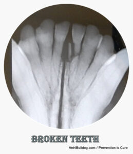 pet broken teeth