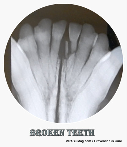 pet broken teeth