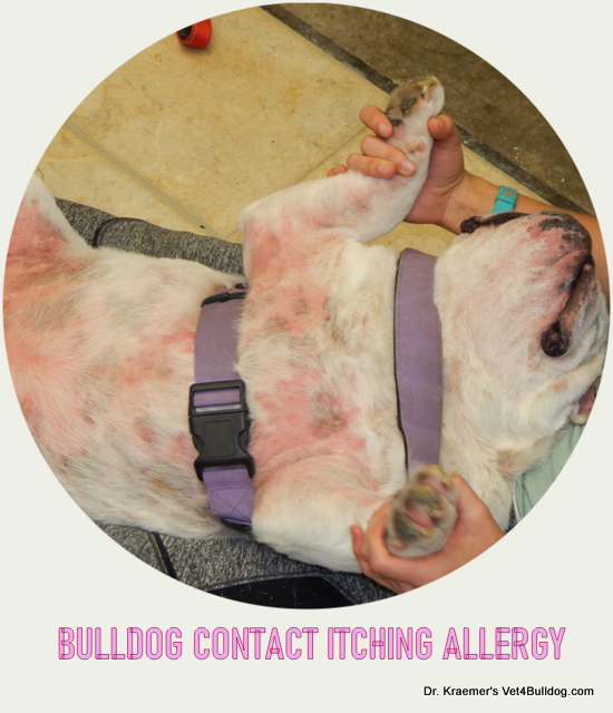 Itching Allergies in Bulldogs and French Bulldogs VET4BULLDOG