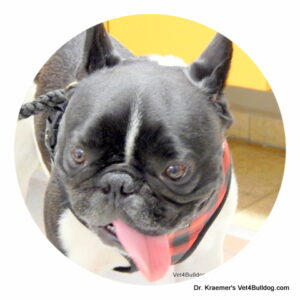 rupert the french bulldog 