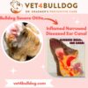 severe bulldog ear infection and inflammation
