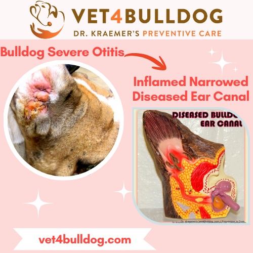 severe bulldog ear infection and inflammation
