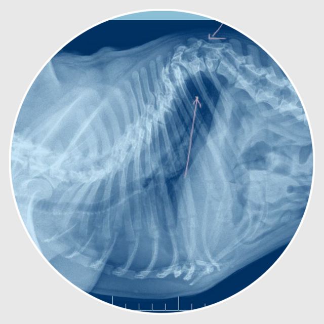 severe vertbral malformation in french bulldog