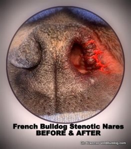 Bulldog nose surgery, showing before and after results. "French Bulldog Stenotic Nares BEFORE & AFTER"