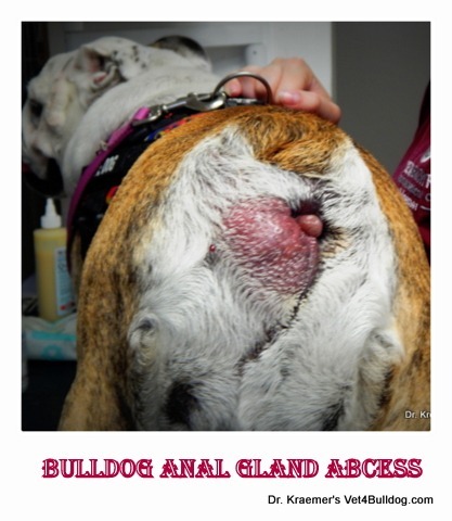 https://vet4bulldog.com/wp-content/uploads/2022/11/1-Anal-Gland-Abcess-in-Bulldogs.jpg?utm_source=chatgpt.com