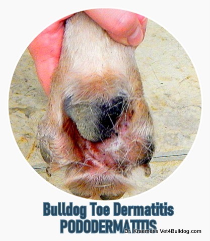 Bulldog toe skinfold pododermatitis