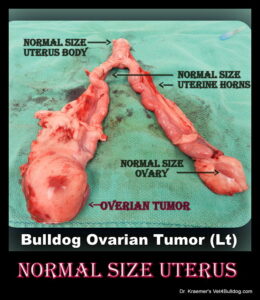 Bulldog spay uterus and ovary
