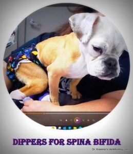 Bulldog spina bifida diapers