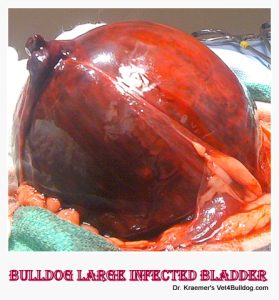 Bulldog Large Infected bladder