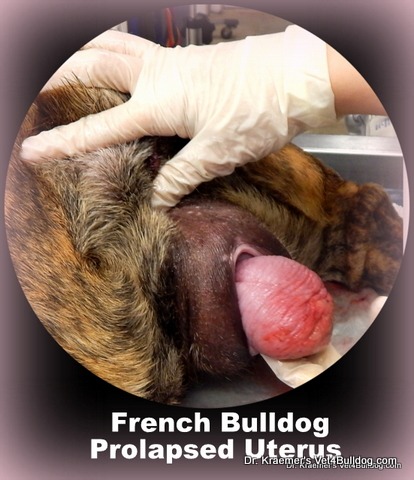 bulldog prolapse uterus