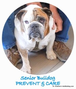 bulldog senior wellness