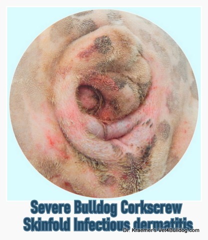 Bulldog severe corkscrew tail skin fold dermatitis