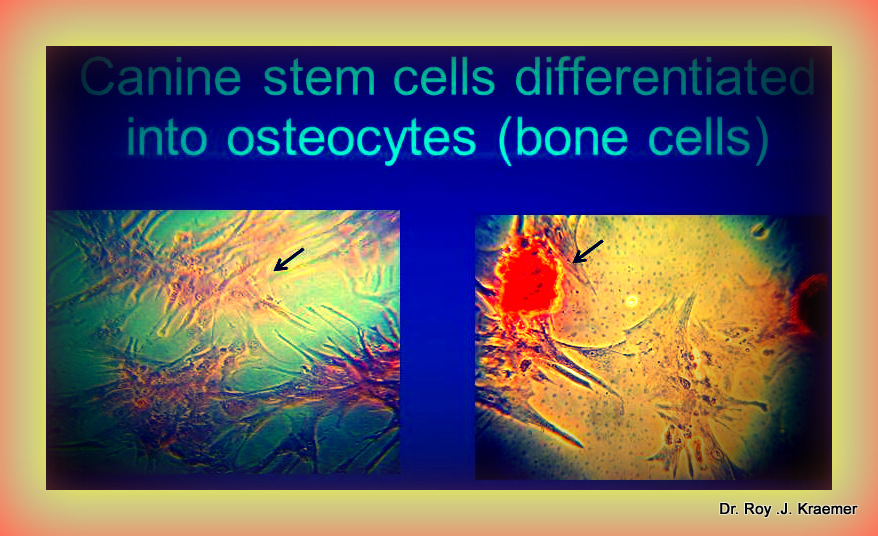 Stem Cell Therapy for Dogs and Cats SUMMARY:  joint disease and arthritis 