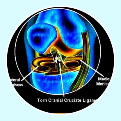 Bulldog ACL Tear