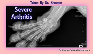 Arthritis and arthritic pain in bulldogs osteoarthritis 