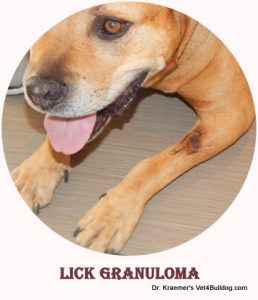 BULLDOG SALIVA STAINS AND LICK GRANULOMA