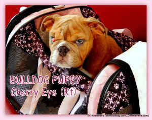 how do you prevent cherry eye in bulldogs